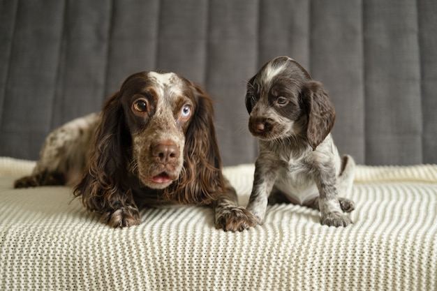 Netter russischer Spaniel brauner Merle verschiedene Farben mustert Hund mit nettem Welpen, der auf weißer karierter Couch liegt Mutter und Baby. Konzept zur Pflege von Haustieren.