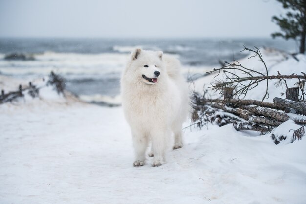 Netter Samojede weißer Hund ist am Schnee-Meeresstrand in Lettland