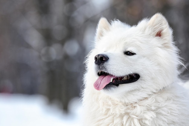 Netter Samojedenhund im Park am Wintertag