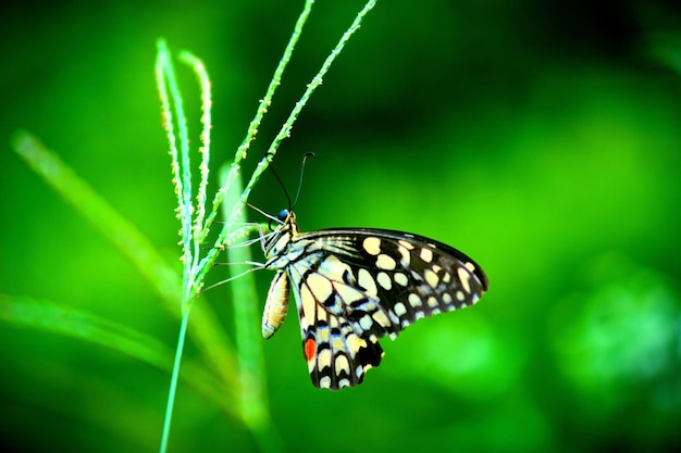 Netter Schmetterling auf der Blumenpflanze im Hintergrund der Natur