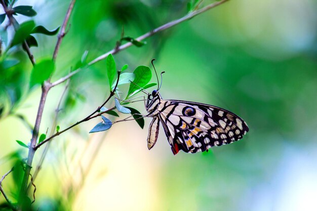 Netter Schmetterling auf der Blumenpflanze im Hintergrund der Natur