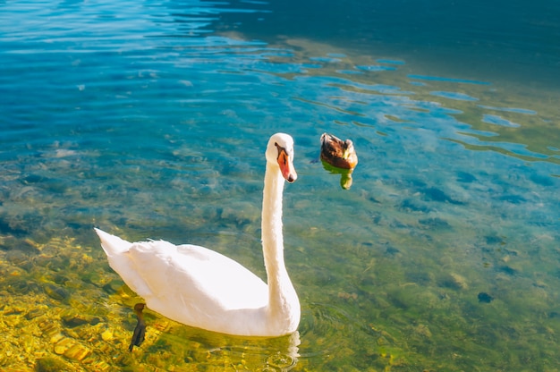 Netter Schwan im Wasser