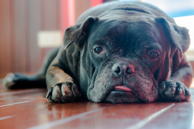 Netter schwarzer Hund, der niederlegt und seine Zunge haften heraus