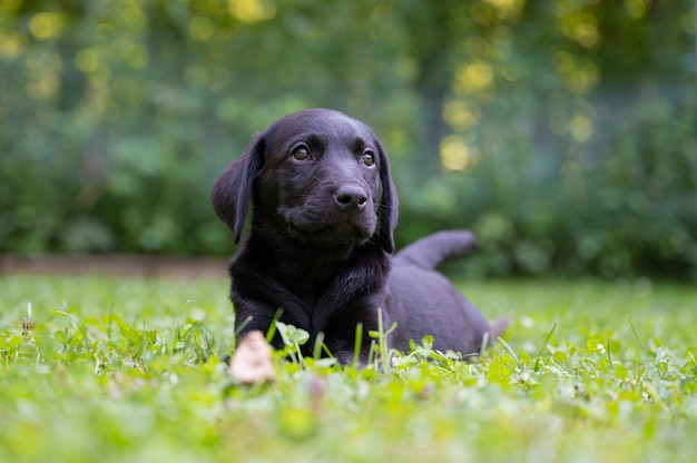 Netter schwarzer Labrador-Welpe, der im grünen Gras liegt.