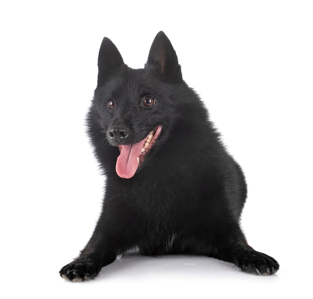 Netter schwarzer reinrassiger schipperke hund