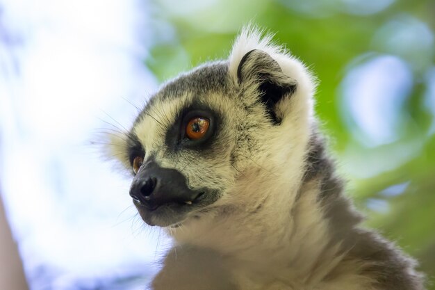 Netter Schwarzweiss-Lemur auf einem Baum