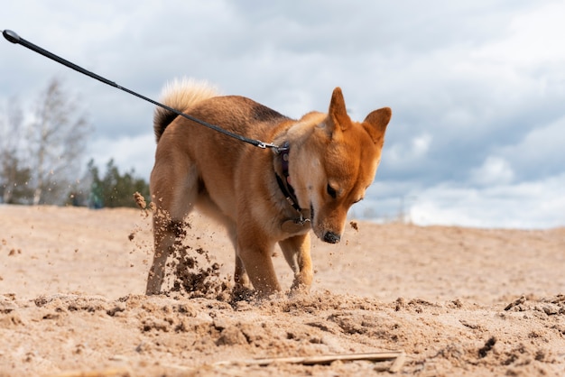 Netter shiba inu hund, der im sand gräbt