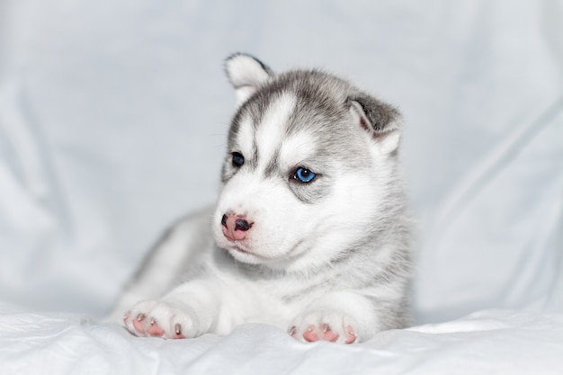 Netter siberian husky Welpe, der auf weißem Hintergrund sitzt