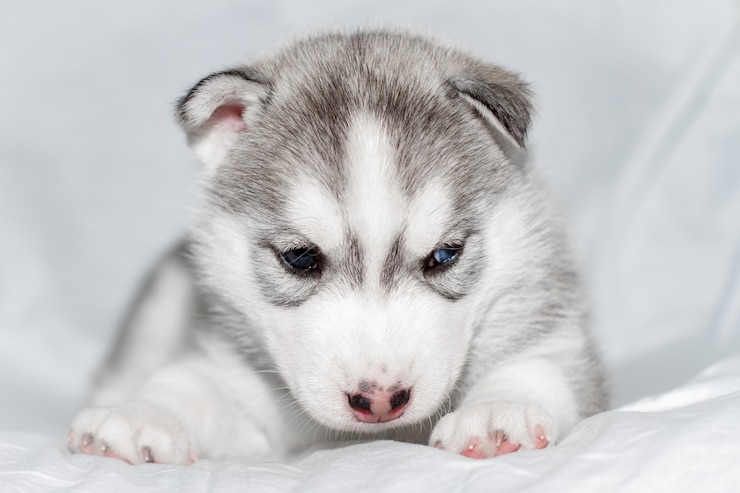Foto netter siberian husky welpe, der auf weißem hintergrund sitzt