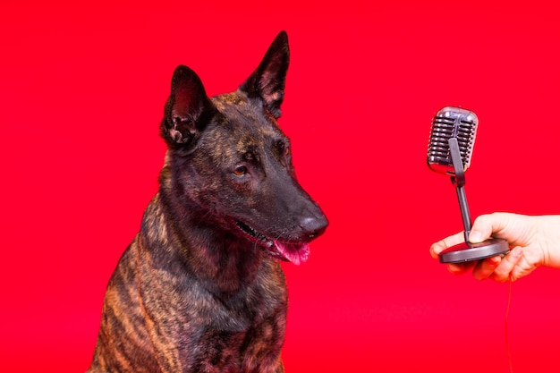 Netter singender Hund Holländischer Schäferhund in einem roten gelben Hintergrund des Studios