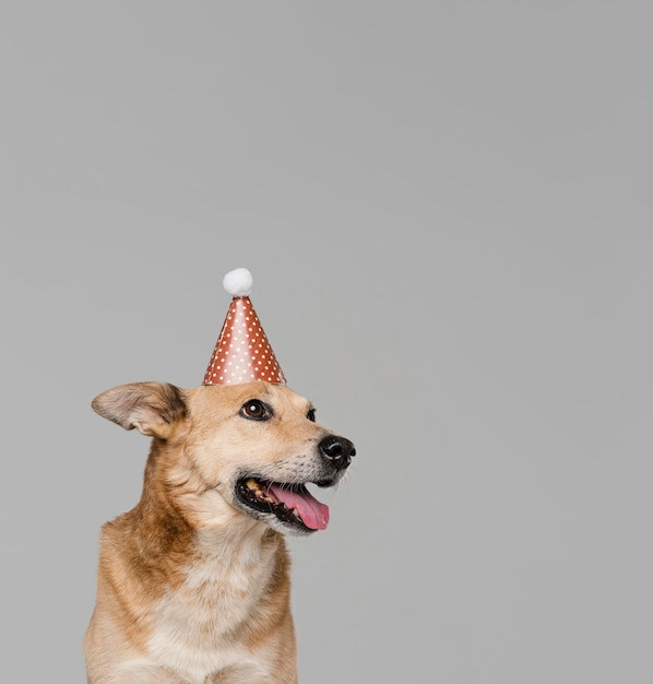 Foto netter smiley-hund, der partyhut trägt