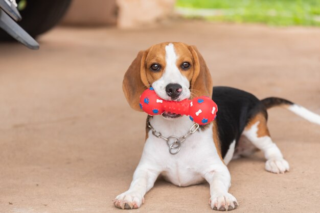 Netter Spürhund mit seinem Spielzeug, Tierlebenkonzept