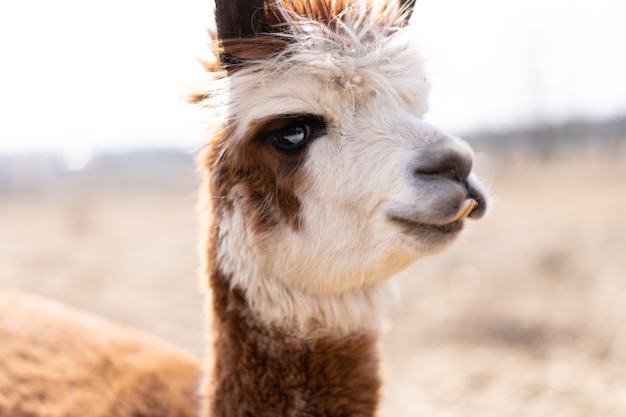 Netter Tieralpaka-Lama auf dem Bauernhof im Freien mit lustigen Zähnen