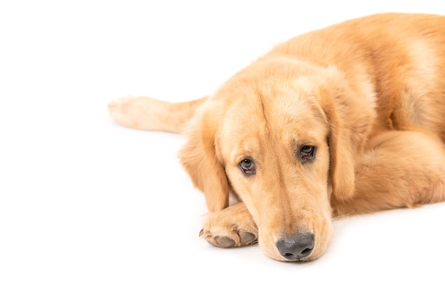 Netter und flauschiger Golden Retriever Hund