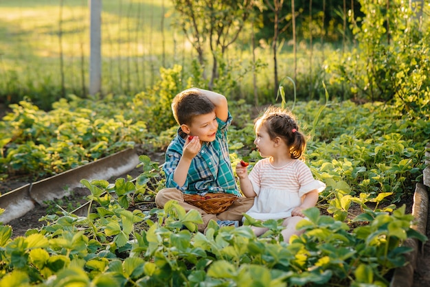 Netter und glücklicher kleiner Bruder und Schwester des Vorschulalters sammeln und essen reife Erdbeeren im Garten an einem sonnigen Sommertag. Glückliche Kindheit. Gesunde und umweltfreundliche Ernte.