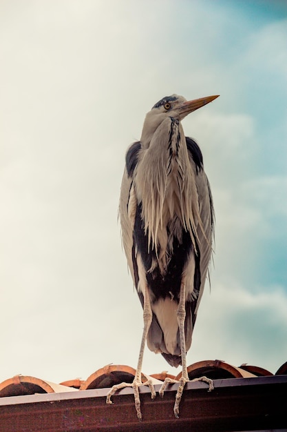 Netter Vogel als Natur-Wildtierhintergrund