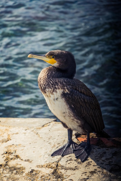 Netter Vogel als Natur-Wildtierhintergrund