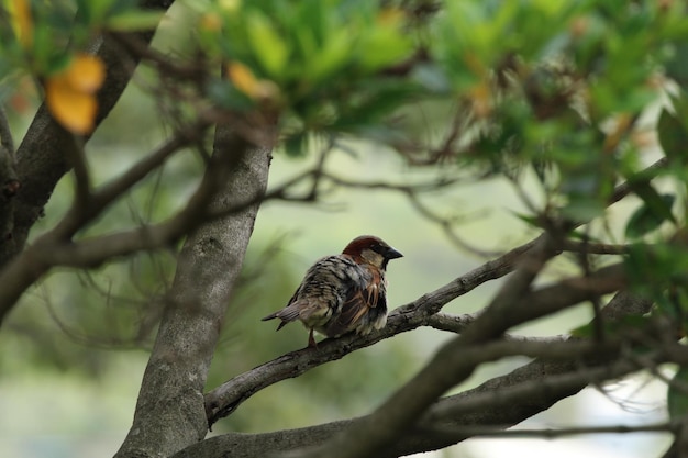 Netter Vogel auf Zweig