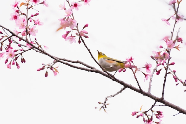 Netter Vogel Berg Bulbul und Kirschblüte-Rosablume