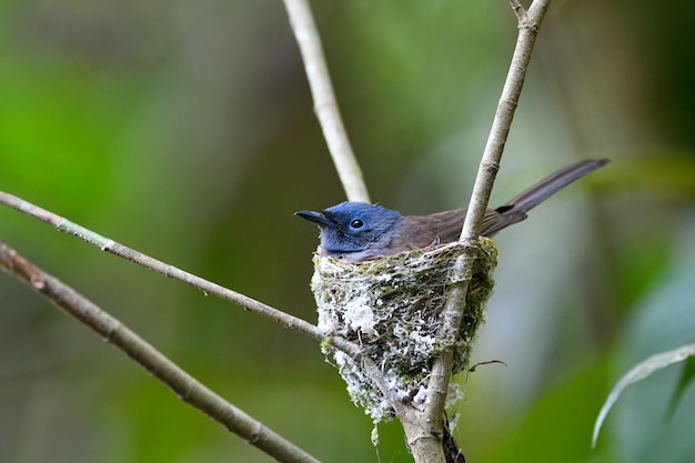 Netter Vogel und Frühlingsnatur