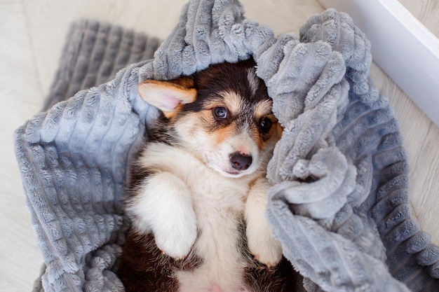 Netter walisischer Corgi Welpe bedeckt mit einer Decke