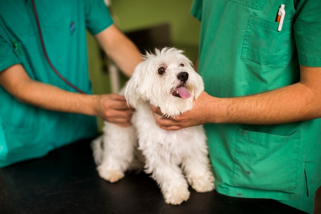 Netter weißer Hund am Tierarzt