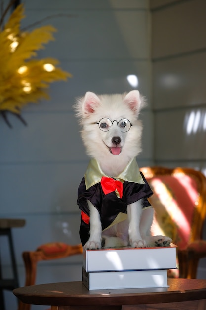 Netter weißer japanischer Spitz-Hund mit Gläsern auf den Büchern