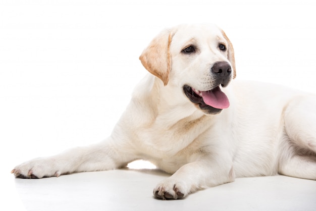 Netter weißer Labrador-Apportierhundhund