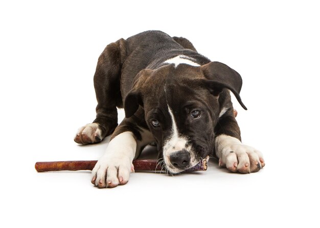 Netter Welpe, der auf Bully Stick kaut