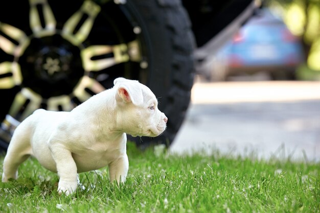 Netter Welpe, der auf dem Gras auf dem Hintergrund des Autos spielt. Konzept der ersten Lebensschritte, Tiere, eine neue Generation. Welpe American Bull.