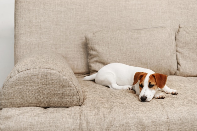 Netter Welpe, der zu Hause auf Sofa schläft.