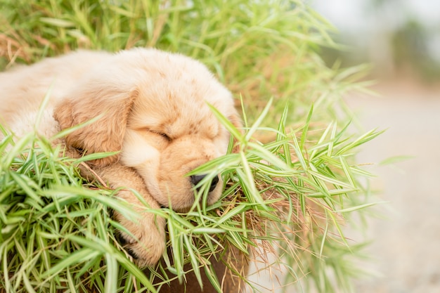 Netter Welpe (Golden Retriever), der kleine Bambuspflanzen frisst