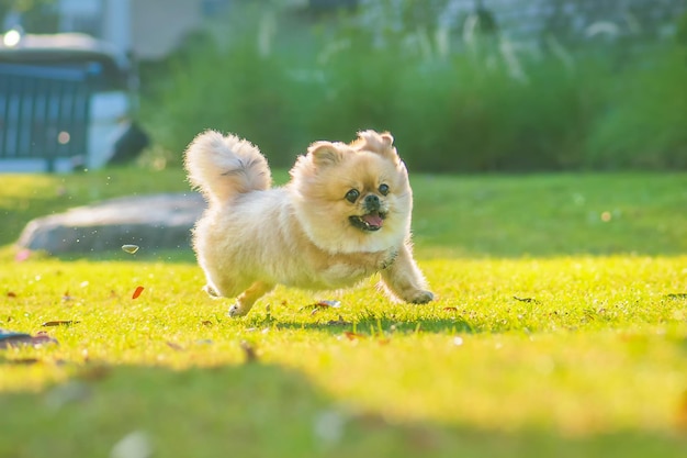 Netter Welpe Pomeranian Mischling Pekinese Hund läuft mit Glück auf dem Gras.