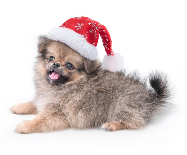 Netter Welpe Pommerschen Mischling Pekinese Hund in Weihnachtsmann-Hut für frohe Weihnachten und ein glückliches neues Jahr, isoliert auf weißem Hintergrund.