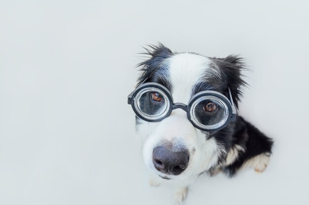 Netter Welpe posiert mit Brille