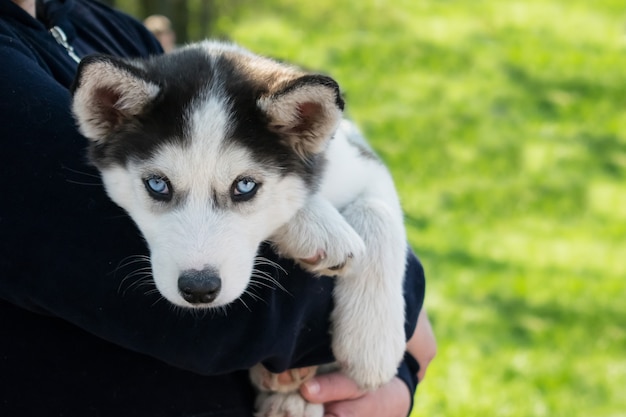 Netter Welpe Siberian Husky Welpe