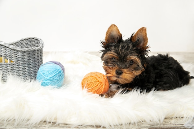 Netter Welpe wird im Raum gespielt. Yorkshire Terrier Welpe