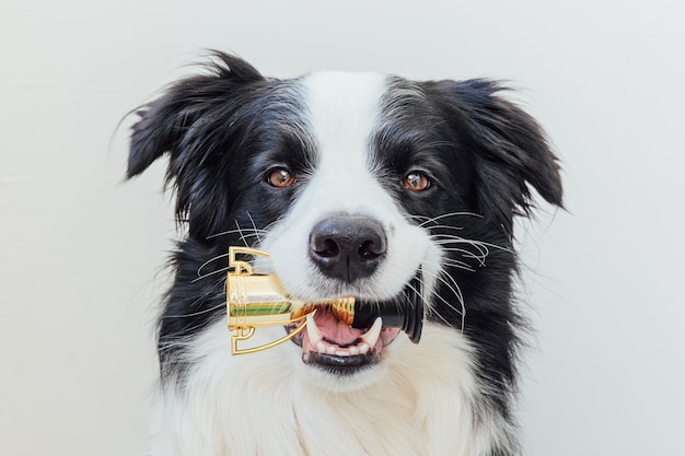 Netter Welpenhunde-Grenzcollie, der Miniatur-Champion-Trophäenbecher im Mund lokalisiert auf Weiß hält