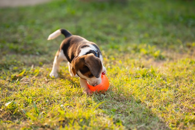 Netter Welpenspürhund, der Ball im Garten spielt
