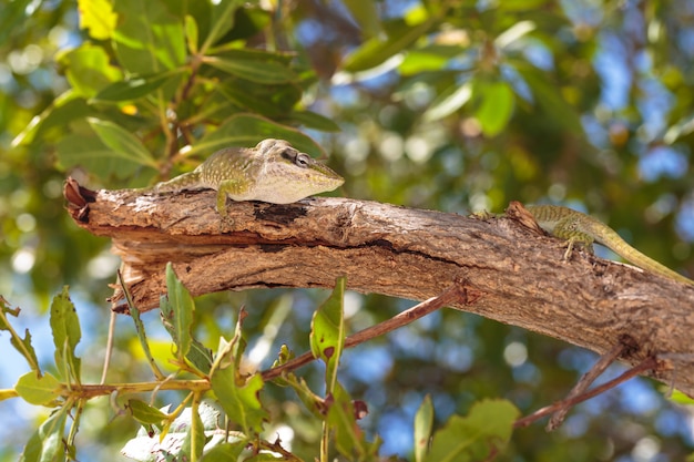 Netter wilder grüner Gecko in der Cayo Blanco-Insel in Kuba