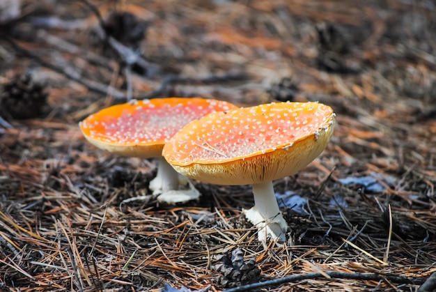 Netter Wulstling im Wald