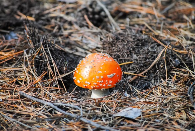 Netter Wulstling im Wald