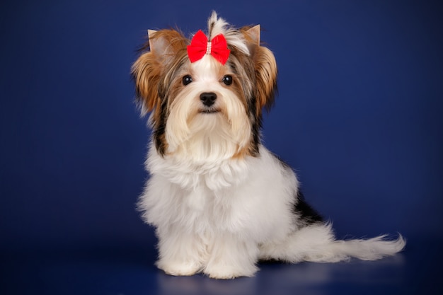 Netter Yorkshire Terrier auf farbiger Wand