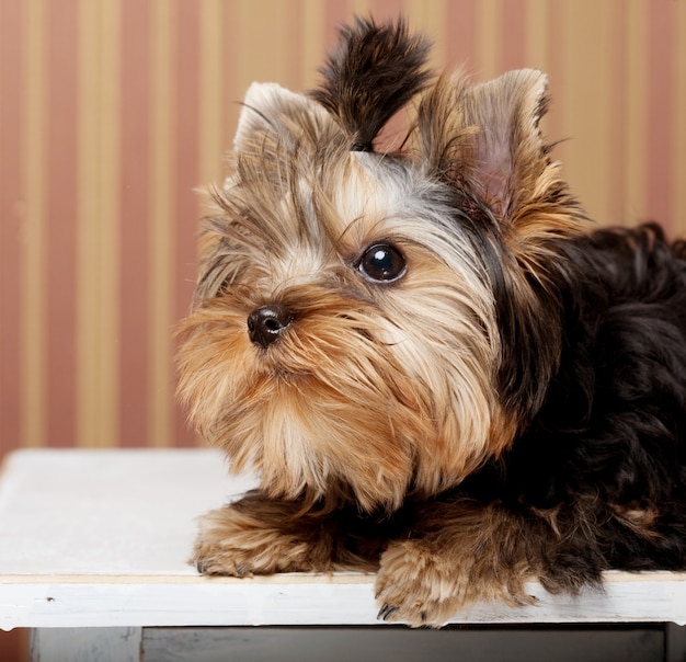 Netter Yorkshire Terrier Welpe