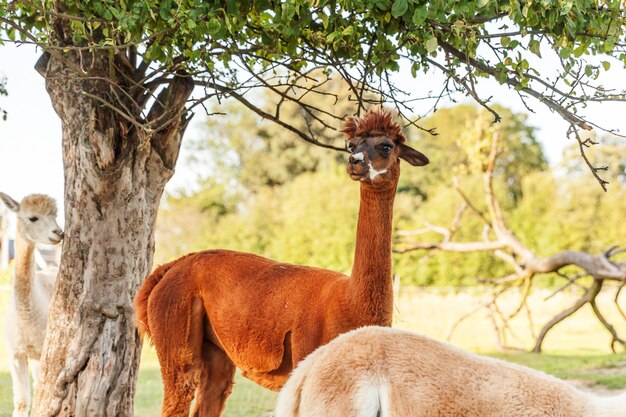 Nettes Alpaka mit lustigem Gesicht, das auf der Ranch im Sommertag entspannt. Inländische Alpakas, die auf der Weide in der natürlichen Öko-Farmlandschaft weiden lassen. Konzept für Tierpflege und ökologische Landwirtschaft