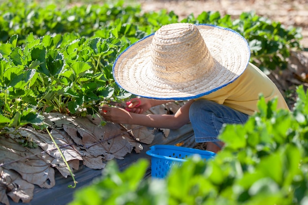 Nettes asiatisches Kindermädchen, das Hut trägt, der frische Erdbeeren auf Bio-Erdbeerfarm pflückt