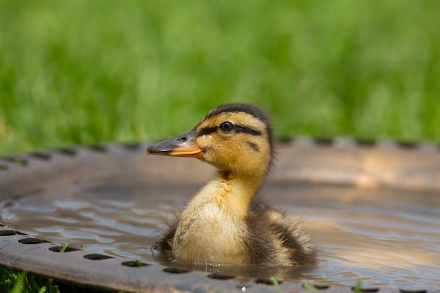 Nettes Baby-Entlein mit Wasser