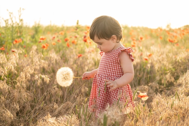 Nettes Baby im roten Kleid, das großen Löwenzahn auf Mohnfeld bei Sommersonnenuntergang hält