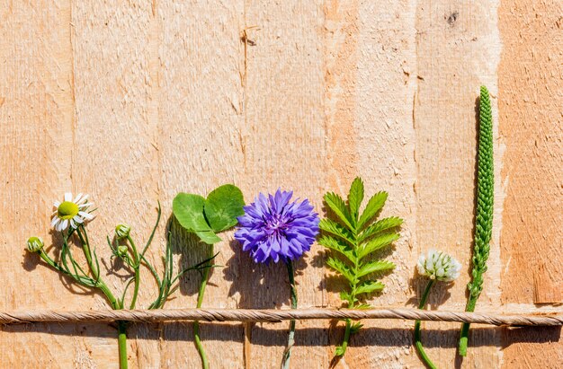 Nettes Bild, Sommer Batanica von blühenden Kornblumen, Wegerich, Kamille und Klee. Heißer Tag im Dorf.