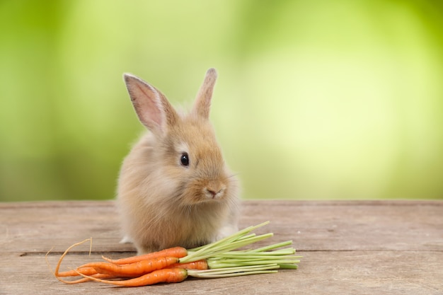 Nettes braunes Osterhasen-Kaninchen auf Holz mit Karotten